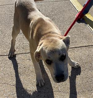 BO, Black Mouth Cur and Labrador Retriever, young, available for adoption