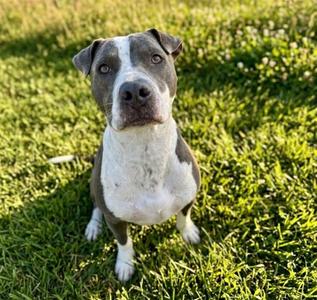 BILL, Staffordshire Bull Terrier Mix, young, available for adoption
