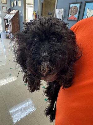 CHLOE, Shih Tzu Mix, adult, available for adoption