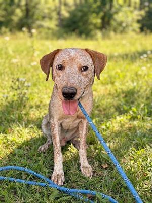 A brown and white speckled dog with floppy ears sitting on grass, holding a blue leash in its mouth.