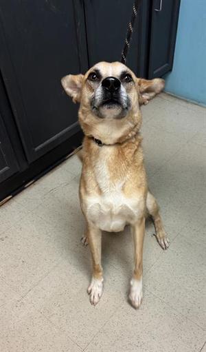 BALDWIN, Carolina Dog Mix, adult, available for adoption