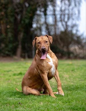 Jasper - CCHS, Doberman Pinscher / German Shepherd Dog, adult, available for adoption