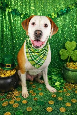 Beau, Boxer / American Pit Bull Terrier, young, available for adoption