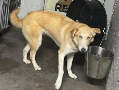 Pure CCHS, Husky / Australian Shepherd, adult, available for adoption