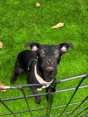 Macie, Labrador Retriever / Chihuahua, available for adoption