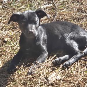 Macie Cp, Labrador Retriever / Chihuahua, available for adoption