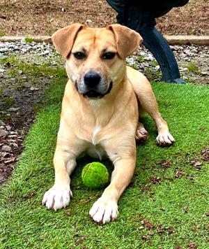 Stacey, Labrador Retriever, adult, available for adoption