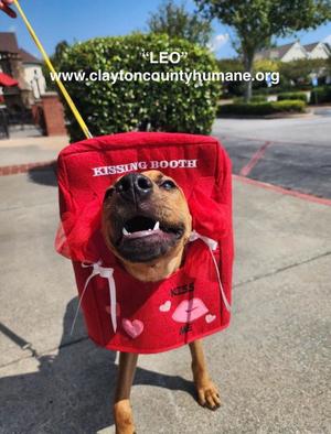 Leo CCHS, American Pit Bull Terrier / German Shepherd Dog, young, available for adoption