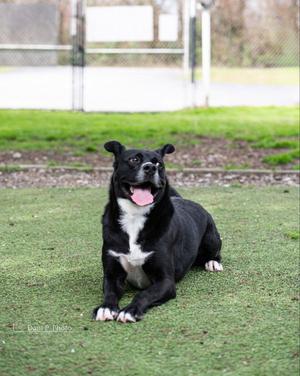 Bones - CCHS, Siberian Husky / Cane Corso Mastiff, adult, available for adoption