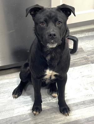 Doppio, Chihuahua / Labrador Retriever, young, available for adoption