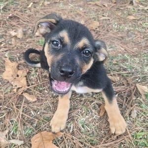 Junior CP, Labrador Retriever / Chihuahua, young, available for adoption