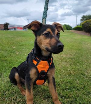 Junior, Labrador Retriever / Chihuahua, young, available for adoption