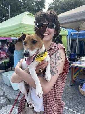 Charlie Brown - CCHS, Jack Russell Terrier (Parson Russell Terrier), young, available for adoption
