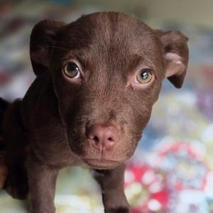 Brownie CP, Labrador Retriever / Chihuahua, young, available for adoption