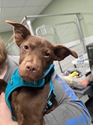 Brownie, Labrador Retriever / Chihuahua, young, available for adoption