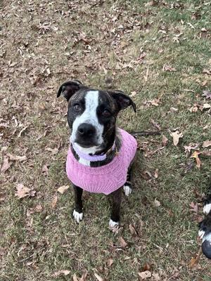 Bella, American Staffordshire Terrier / German Shepherd Dog, young, available for adoption