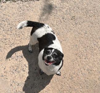 Bella CCHS, Rat Terrier, adult, available for adoption