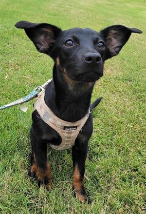 Lil B, Labrador Retriever / Chihuahua, young, available for adoption