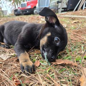 Lil B CP, Labrador Retriever / Chihuahua, young, available for adoption