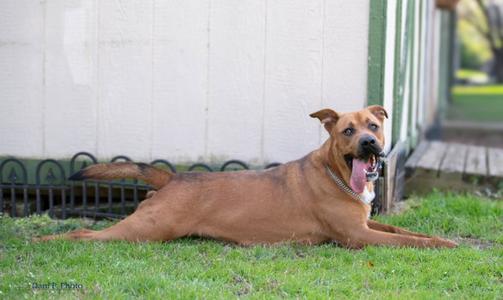 Brother - CCHS, German Shepherd Dog / Boerboel Mastiff, adult, available for adoption