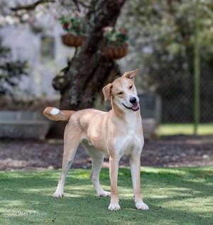 Bunny - CCHS, Labrador Retriever / Terrier, adult, available for adoption