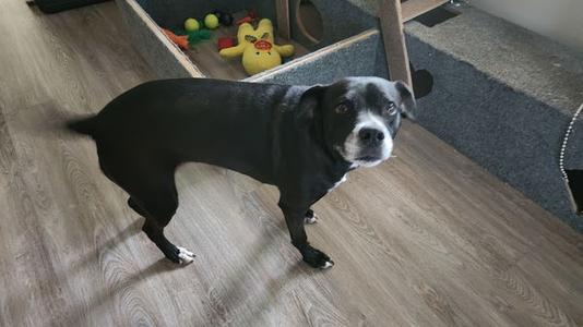 A black dog with white markings on its face stands on a wooden floor and looks up at the camera.