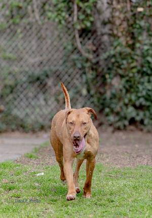 River - CCHS, Doberman Pinscher / German Shepherd Dog, adult, available for adoption