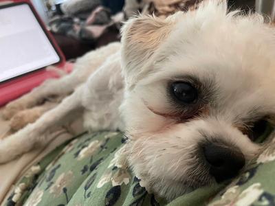 Kiko, Bichon Frise / Poodle (Miniature), young, available for adoption