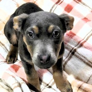 Greysie CP, Labrador Retriever / Chihuahua, young, available for adoption