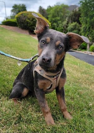 Greysie, Labrador Retriever / Chihuahua, young, available for adoption