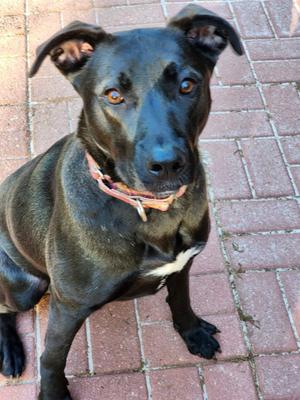Nuka, American Pit Bull Terrier / German Shepherd Dog, young, available for adoption
