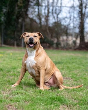 Kelly - CCHS, American Bulldog / Boxer, adult, available for adoption