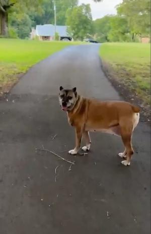 Sage, Mastiff, senior, available for adoption