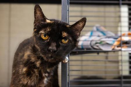 CAPTAIN BARNACLES, senior, available for adoption