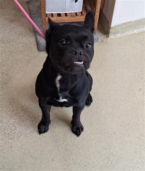 DUKE, French Bulldog / Labrador Retriever, young, available for adoption