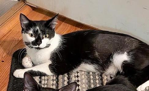 A black and white cat lying on a patterned mat on a wooden floor.