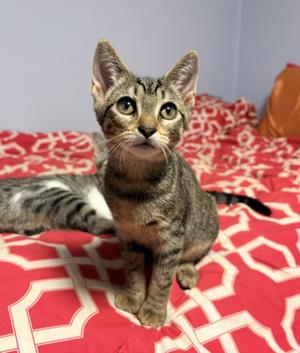 BABY GRACE, kitten, available for adoption