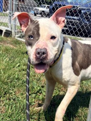 LADY, Pit Bull Terrier, adult, available for adoption