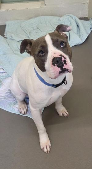 A brown and white dog with a blue collar sitting on a blanket