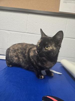 CICELY, young, available for adoption