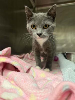 CAMILLE, kitten, available for adoption