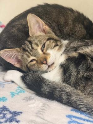 COWRIE, kitten, available for adoption