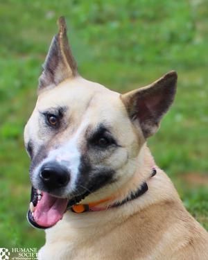 CAULIFLOWER, Siberian Husky / German Shepherd Dog, young, available for adoption