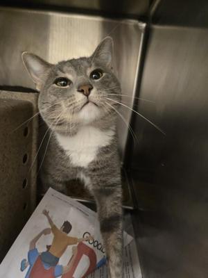 A gray and white cat with green eyes is sitting in a metal enclosure, looking up. There is a poster with a drawing of a person on the floor next to the cat.
