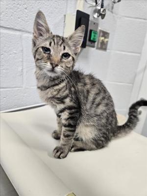 A tabby kitten sitting on a white surface, looking directly at the camera with large, expressive eyes.