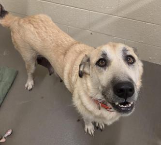 A light-colored dog with a black nose and expressive eyes is standing on a concrete floor, looking up with its mouth slightly open. The dog has a collar with a red tag and appears to be in a shelter or indoor setting with a green mat and a wall in the background.