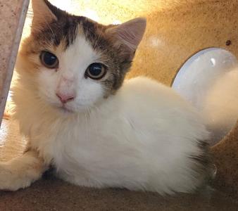 CARDI, kitten, available for adoption