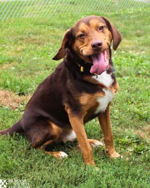 BISON, Hound / Mixed Breed, adult, available for adoption