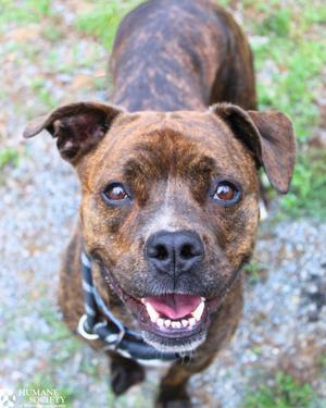 A brindle dog with a happy expression looks up at the camera.