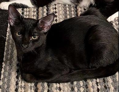 ALLAN, kitten, available for adoption